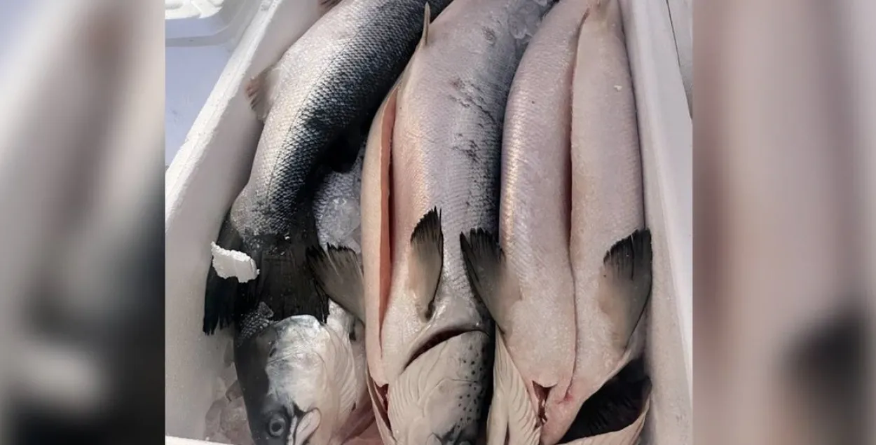 Сушак у грузавіку мытнікі не знайшлі
