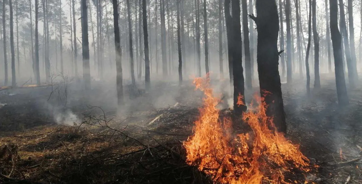 Лясны пажар, ілюстрацыйнае фота
