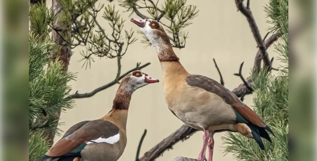 Нильский гусь