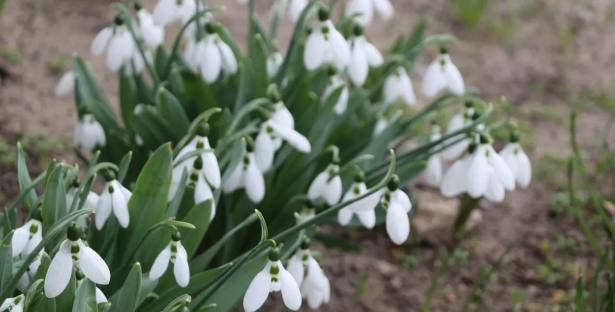 У сакавіку ў Беларусі
