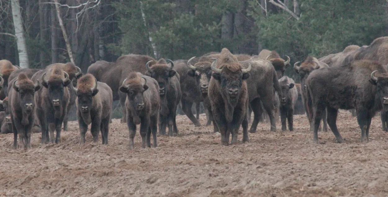 Зубры ў Белавежскай пушчы
