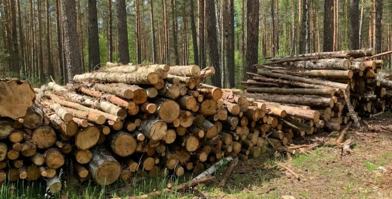 Пры Лукашэнку лес у Беларусі секлі рэкорднымі тэмпамі
