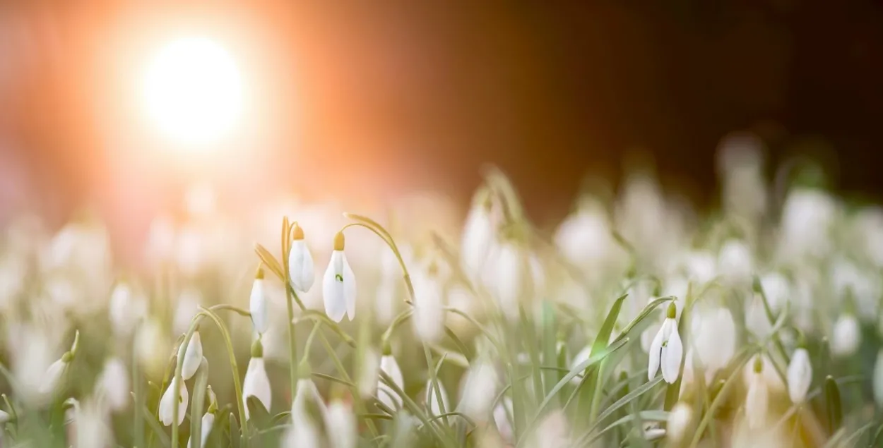 Подснежники
