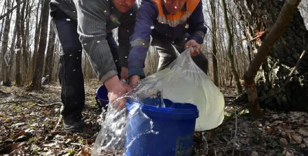 Збіраюць бярозавы сок
