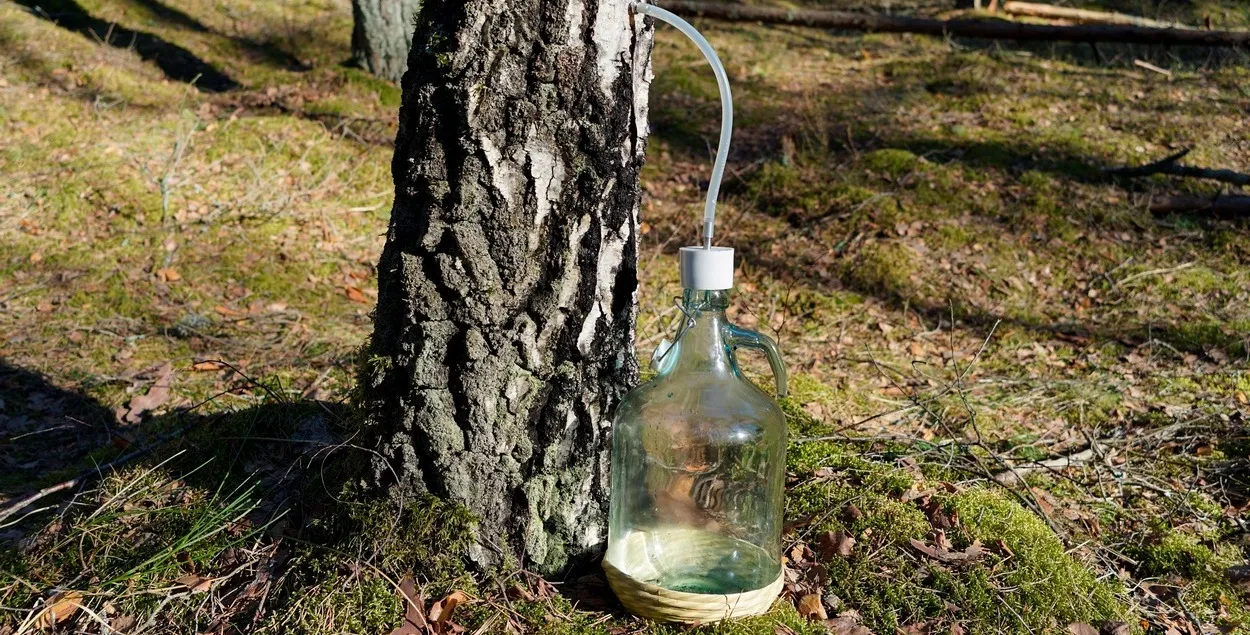 У Беларусі пачалі збіраць бярозавік

