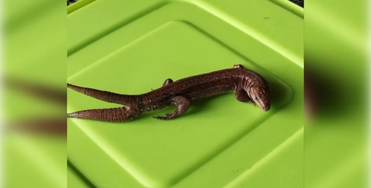 Ящерица с двумя хвостами