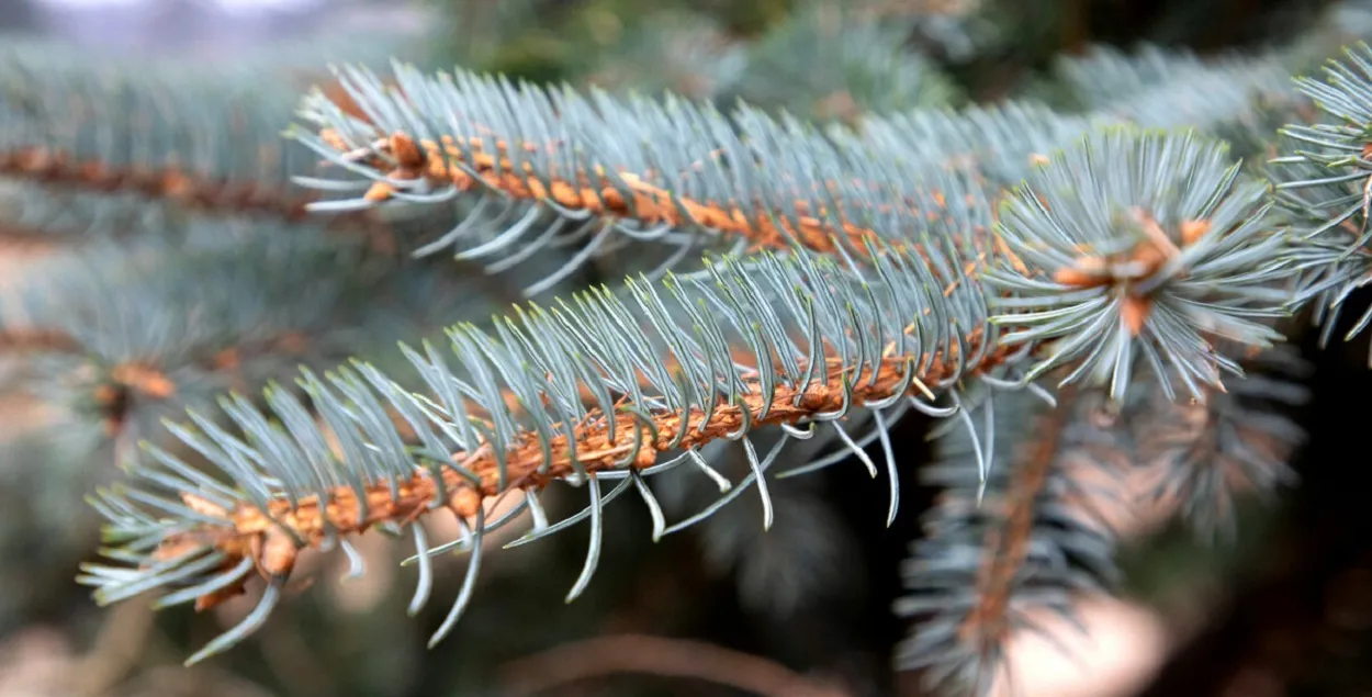 Ель исчезнет
