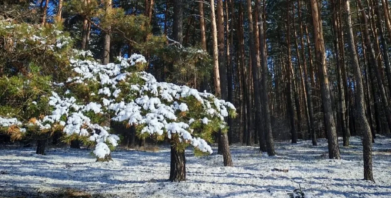 Снег у красавіку
