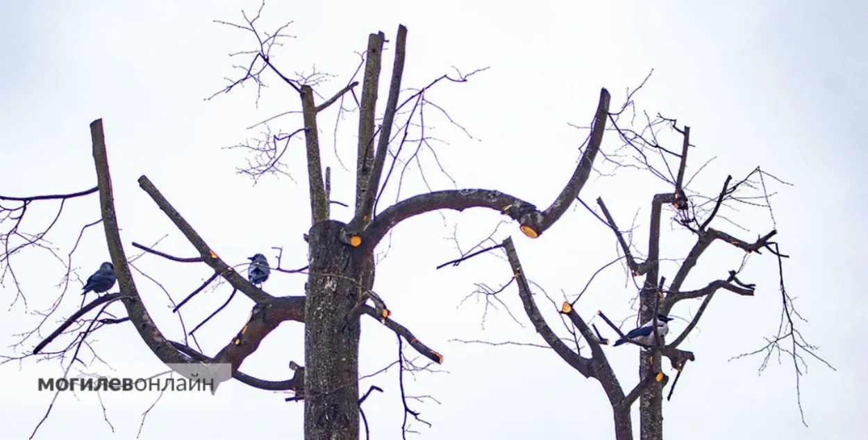 Магілёвец абстраляў рабочых, якія абразалі дрэвы
