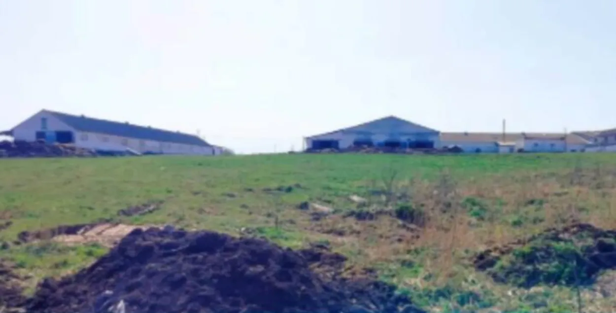 В Глубокском районе скрывали падеж скота
