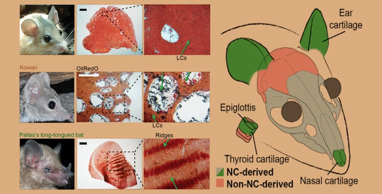 Скелетная ткань липохрящ