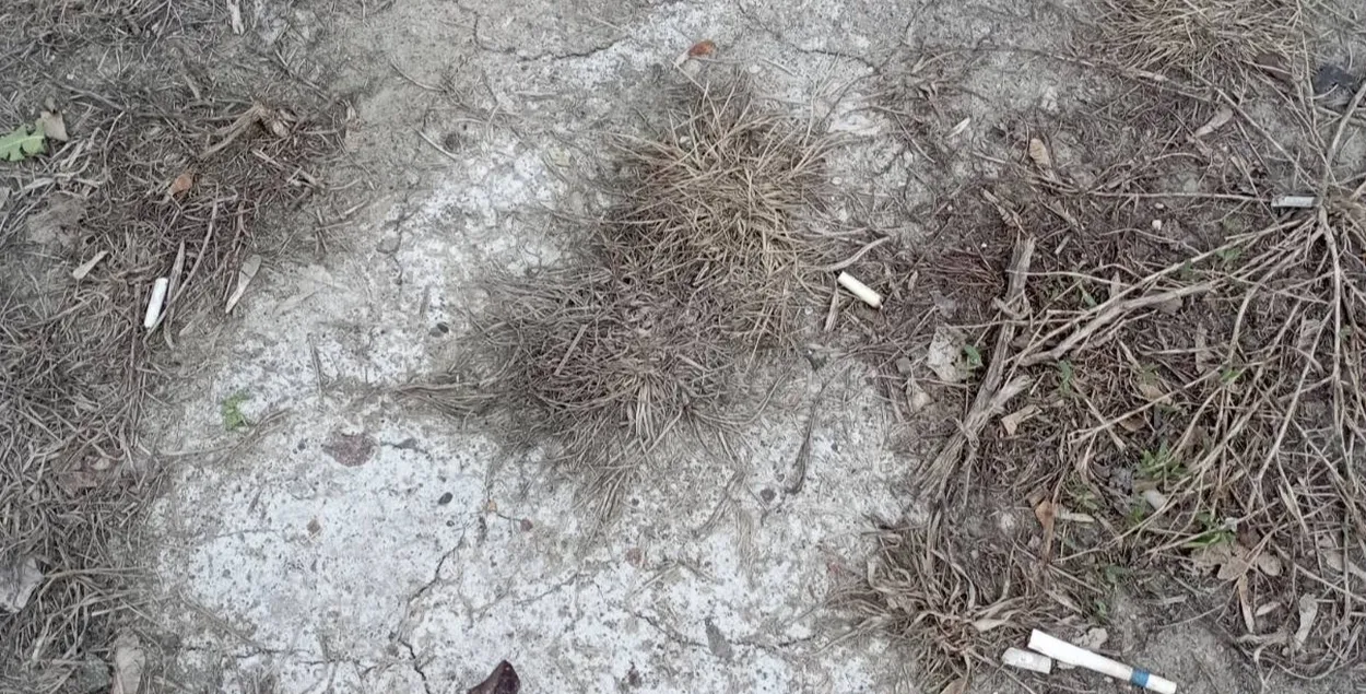 Трава в Минске выжженная солью