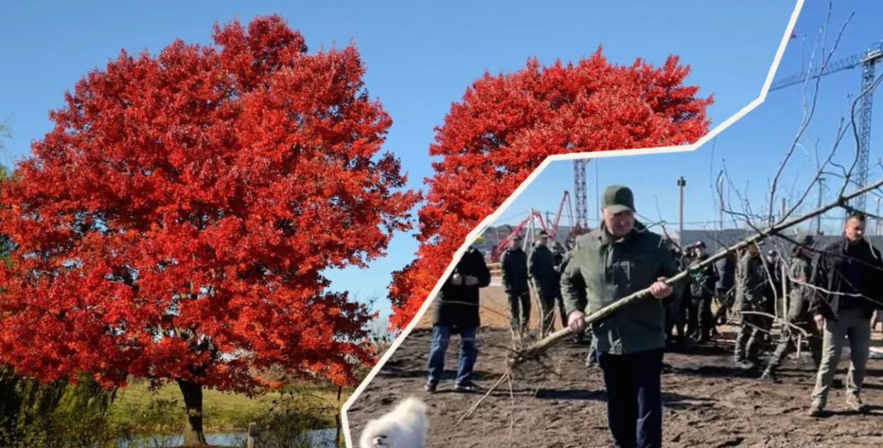 Лукашенко субботник 2025