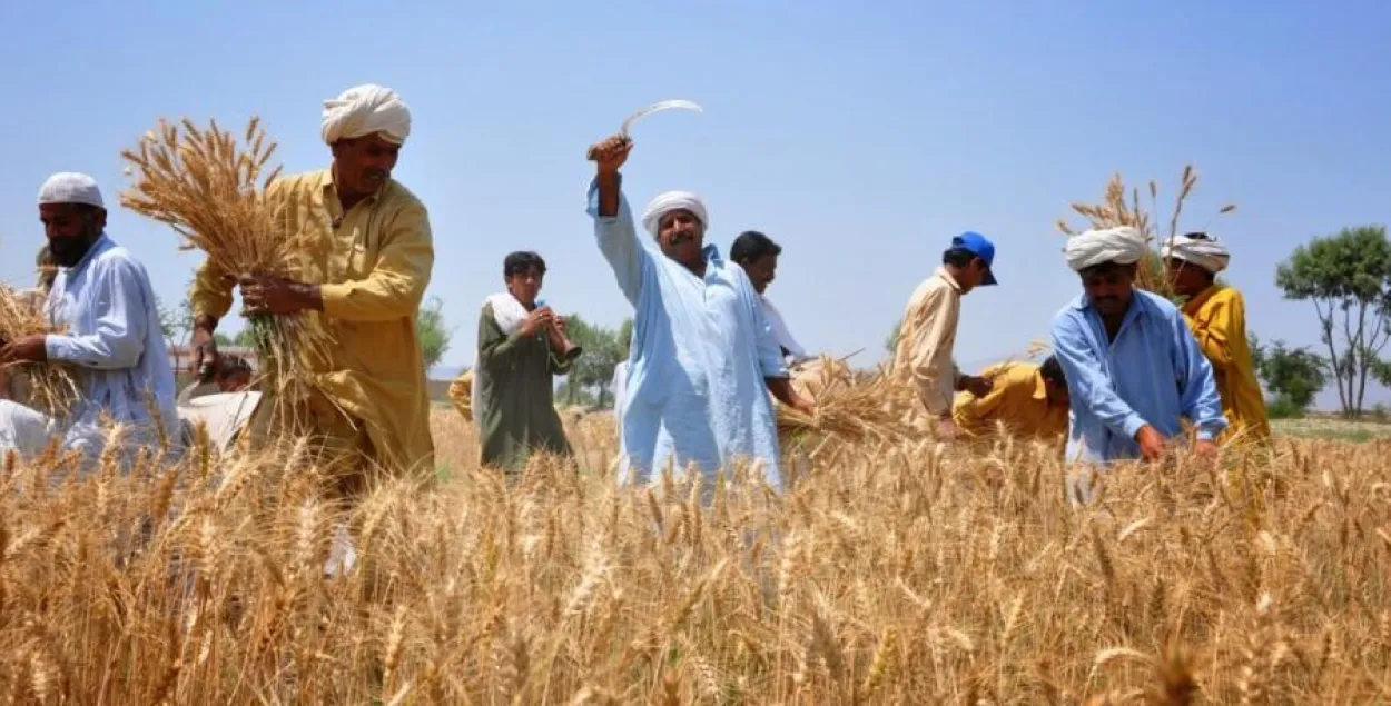 Пакистанцы
