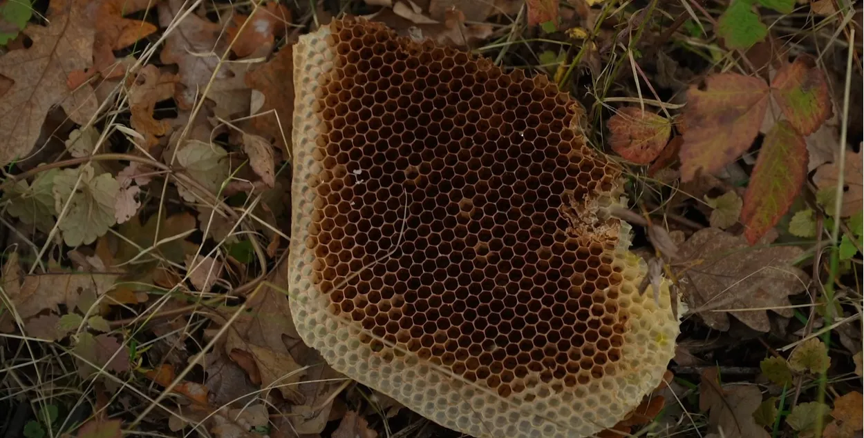 Медовая сота