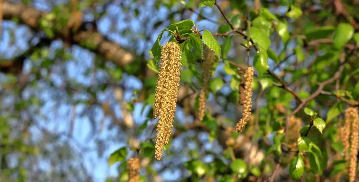 Цвіценне бярозы, ілюстрацыйнае фота
