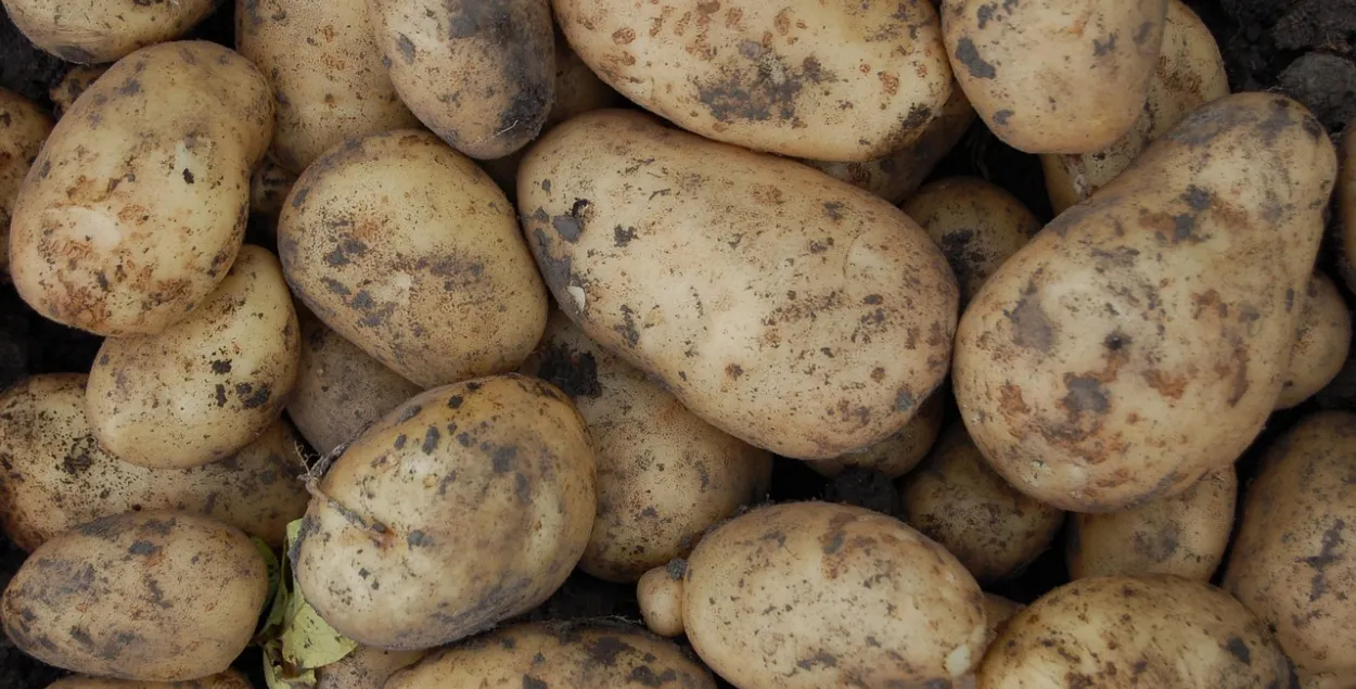 Картофель, иллюстративное фото
