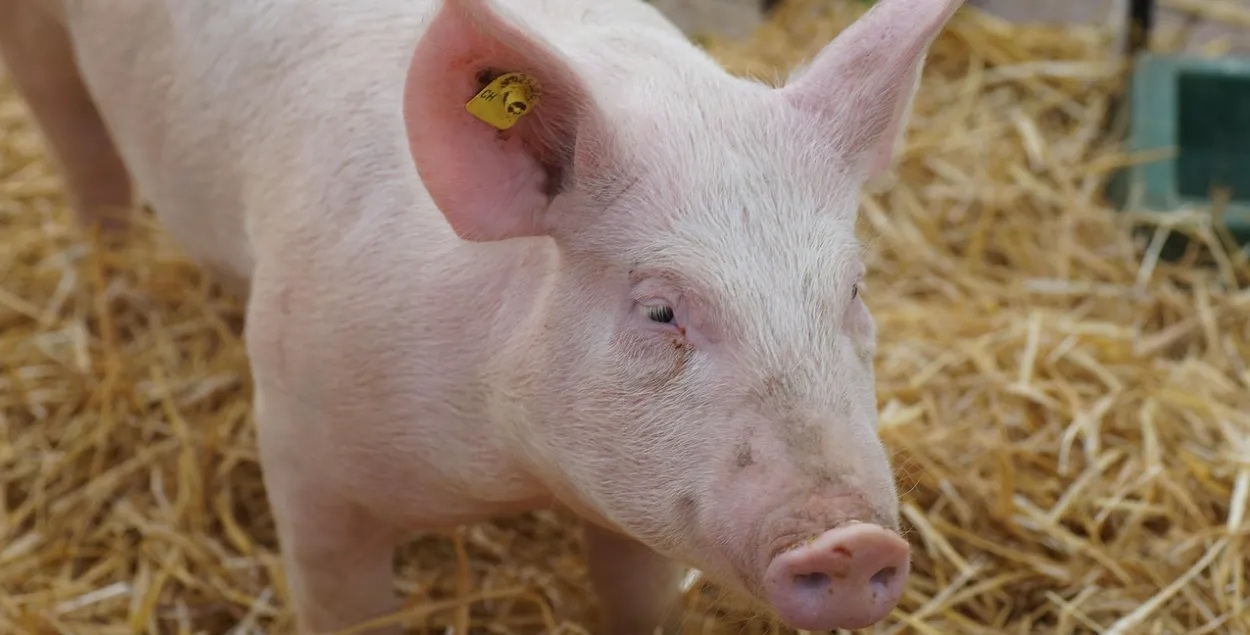 Поросенок, иллюстративное фото

