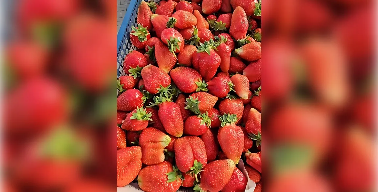 Белорусская клубника от фермера