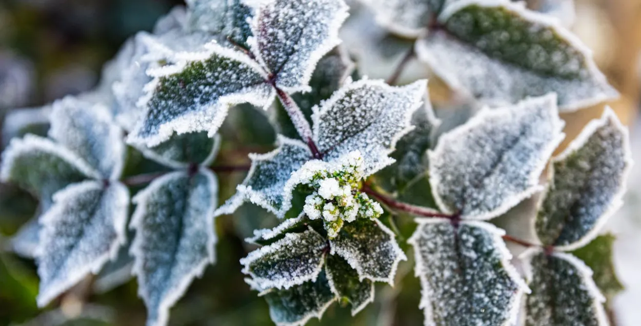 Заморозки, иллюстративное фото
