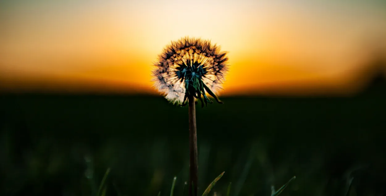 Дзьмухавец
