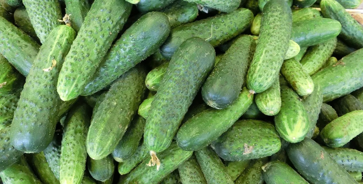 Огурцы, иллюстративное фото
