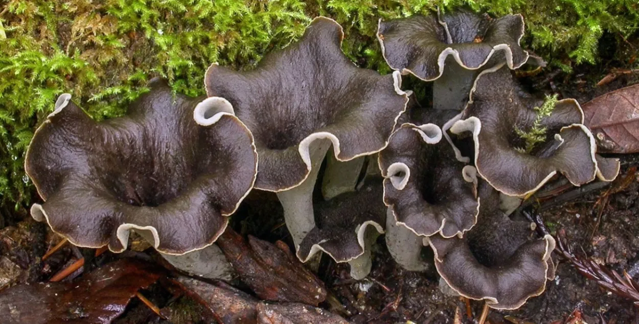 Черные лисички, иллюстративное фото
