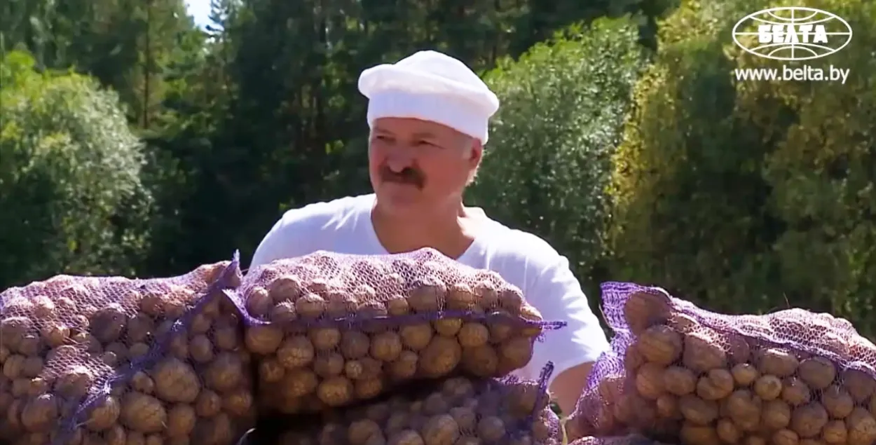 Лукашенко на сельхозработах
