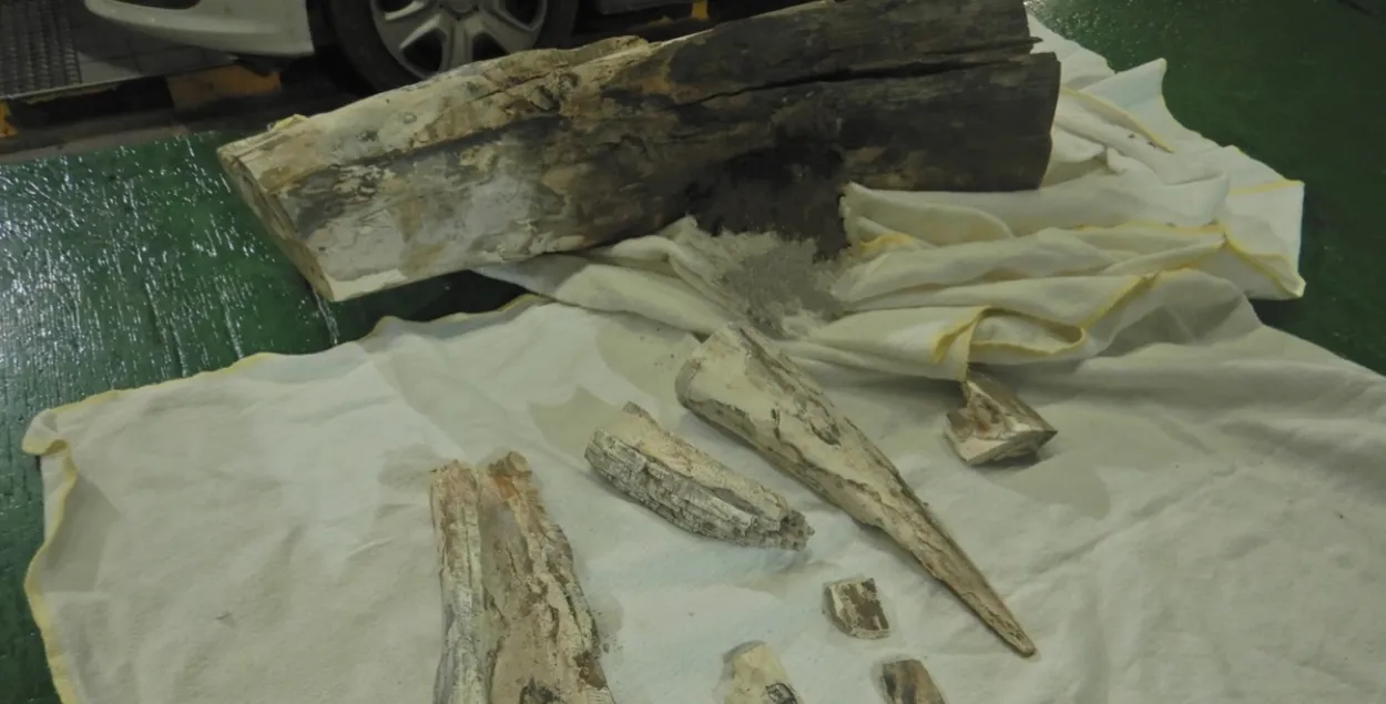 Мамантавы бівень
