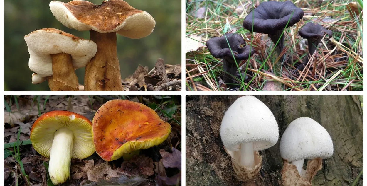 Грибы из Красной книги Беларуси