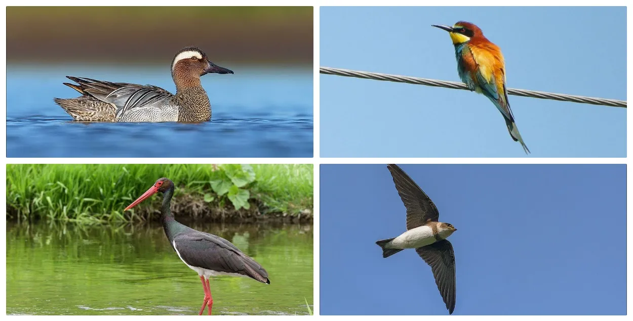 Кто же они, претенденты на звание Птицы 2026?
