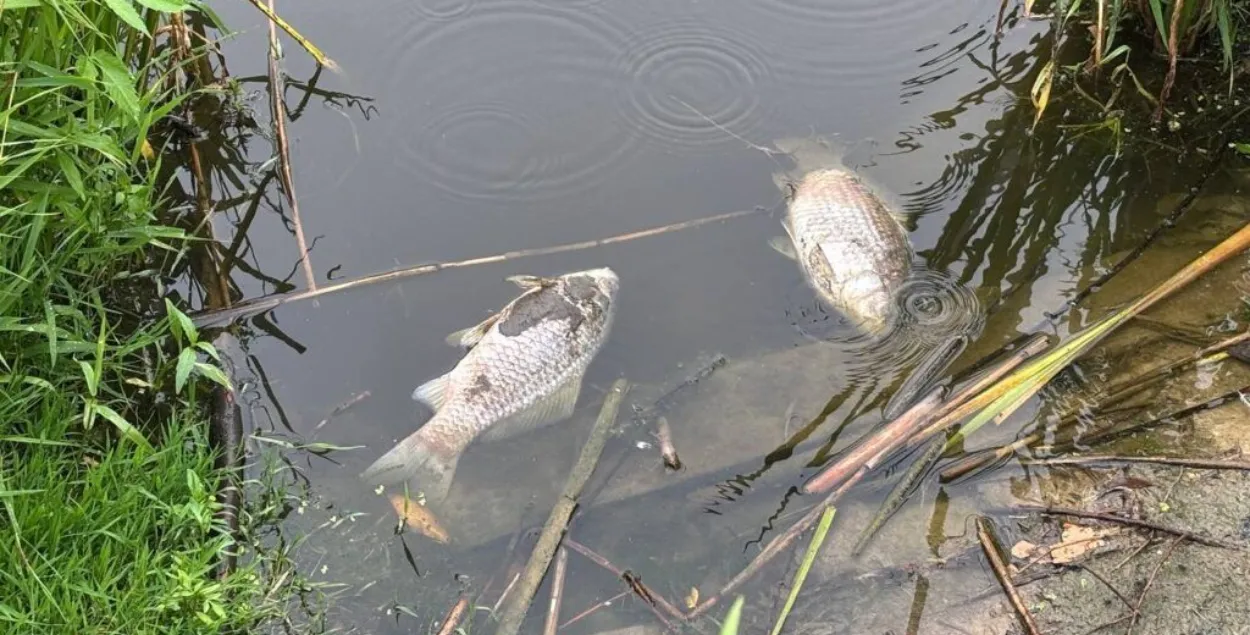 Мёртвая рыба
