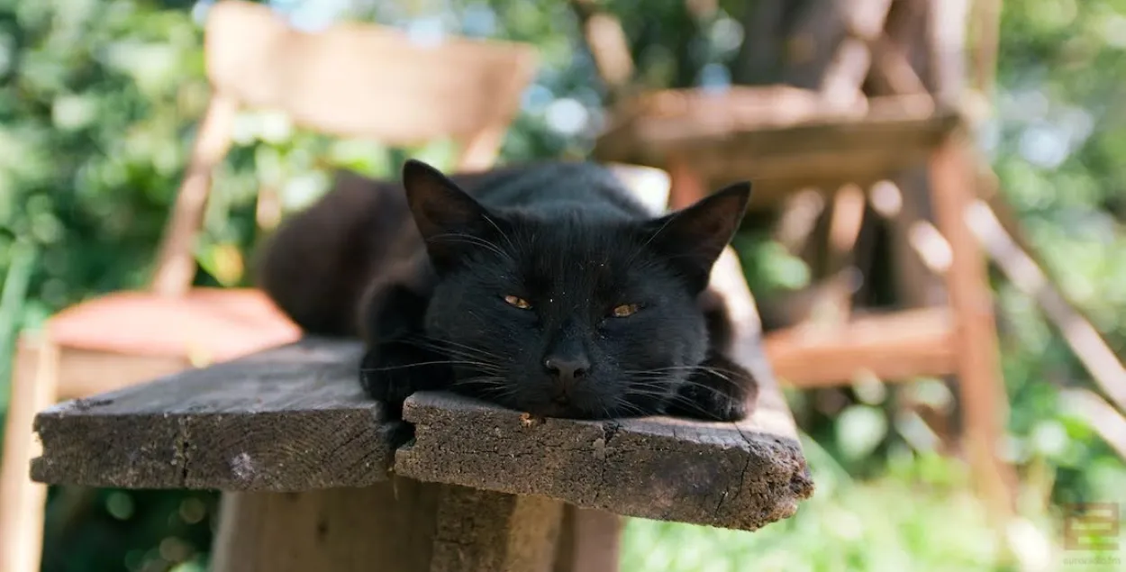 Жара в Беларуси
