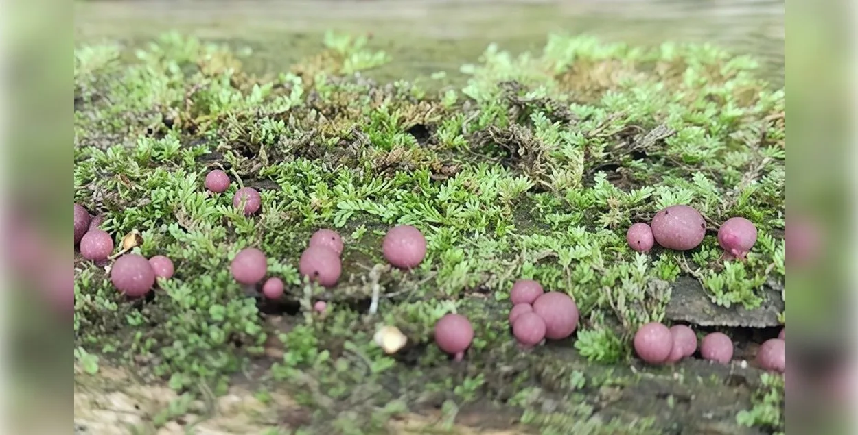 Вид миксомицетов — Lycogala roseosporum