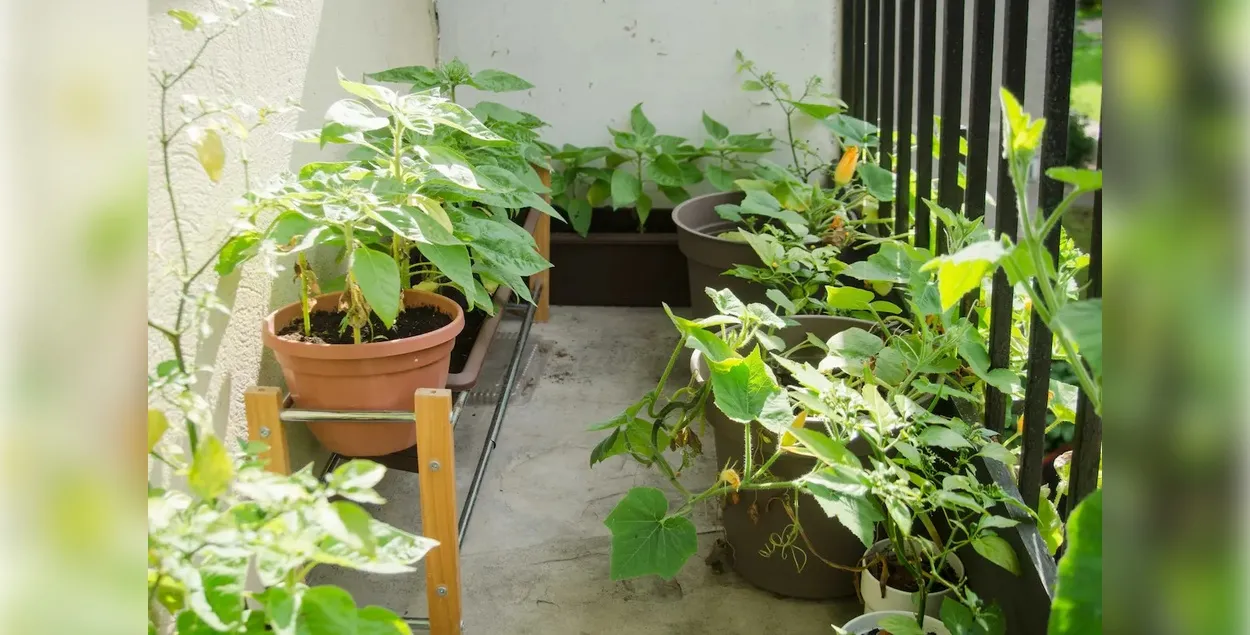 Зелень с балкона? А это безопасно?
