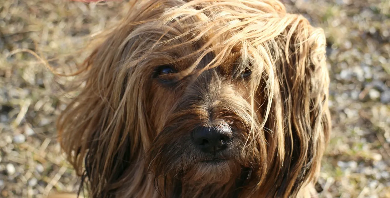 Ветер, иллюстративное фото
