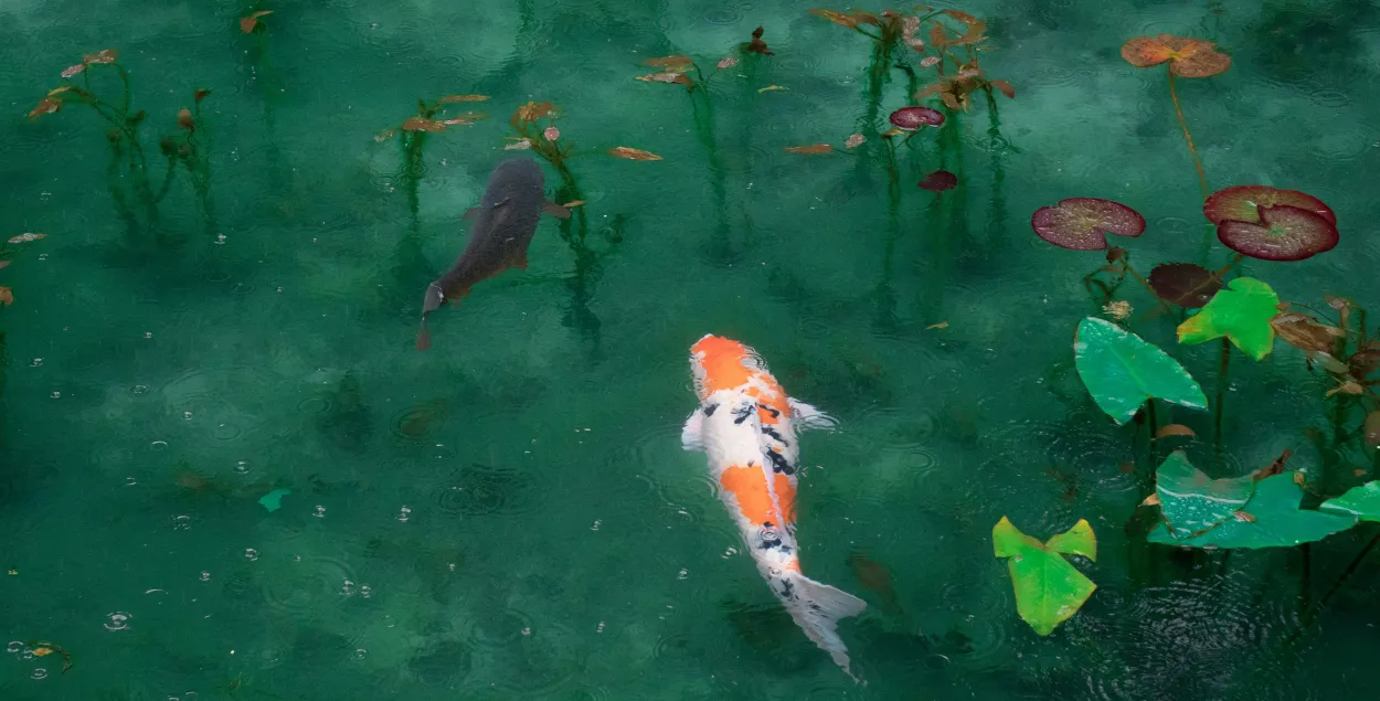 Сажалка, фота ілюстрацыйнае
