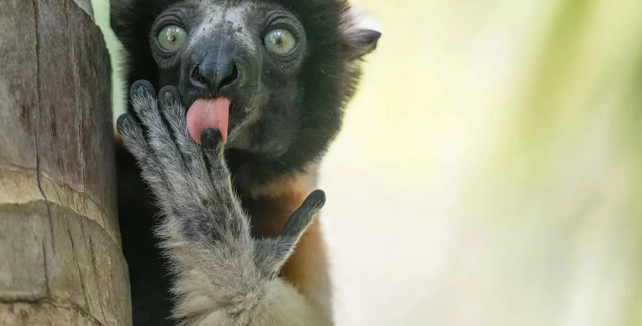 Итоги конкурса на самое комичное фото животных из дикой природы за 2025 год 
