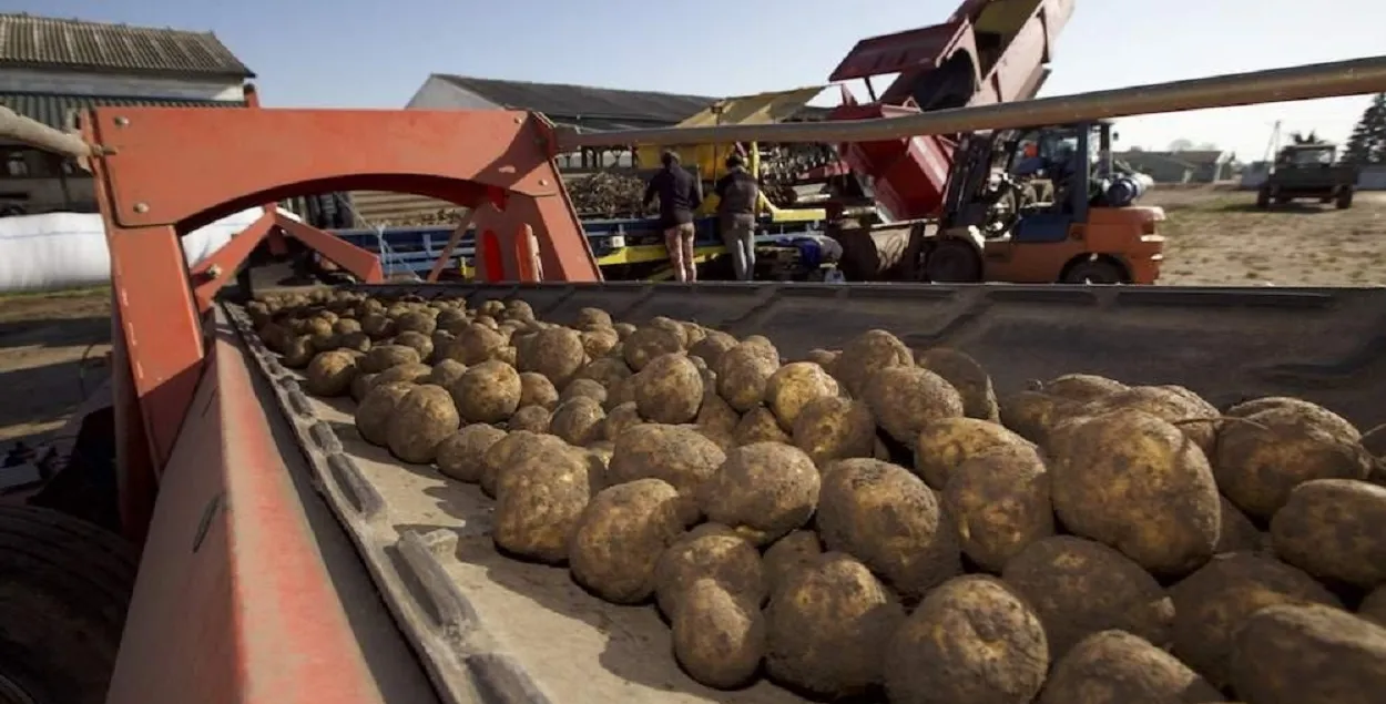 Польская бульба
