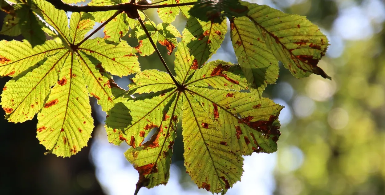 Каштан, ілюстрацыйнае фота
