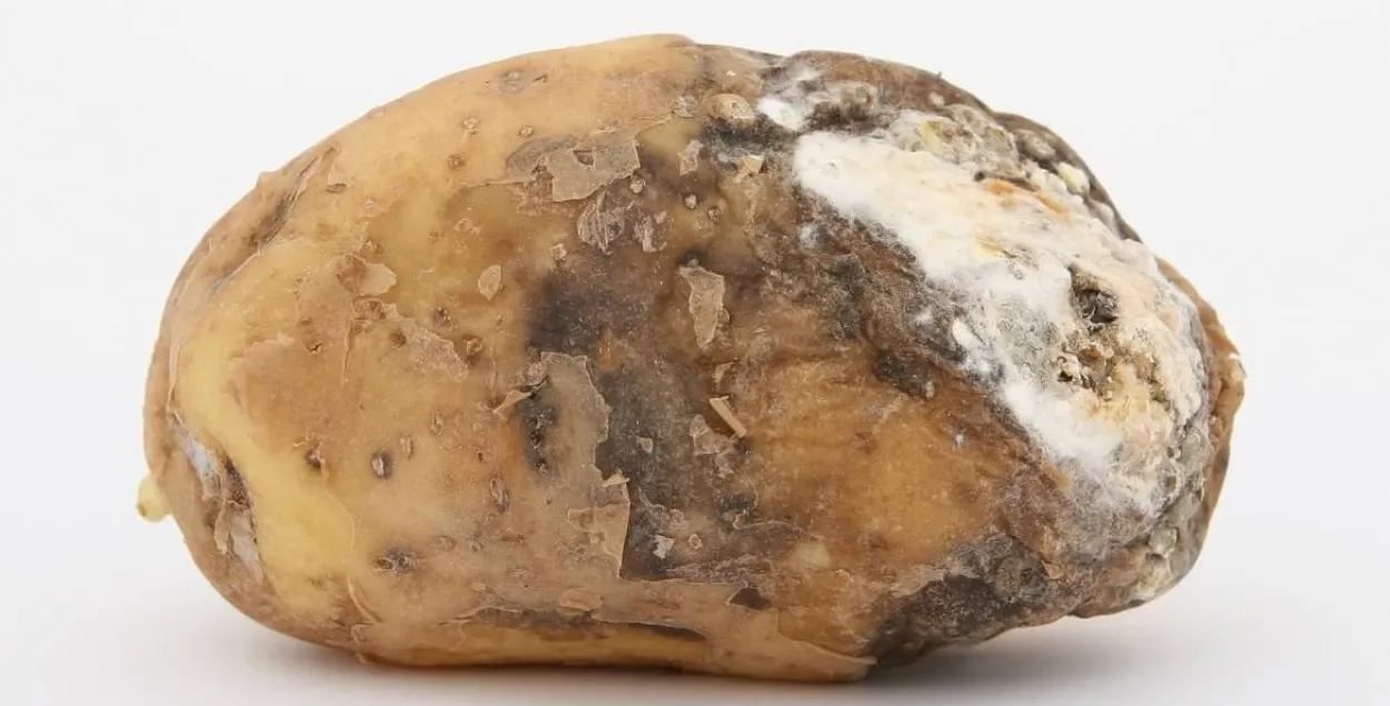 Гнилой картофель, иллюстративное фото
