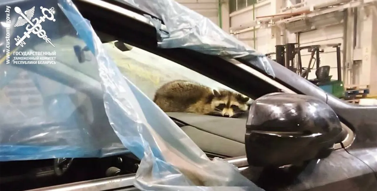 Енот, прилетевший в Беларусь из Америки
