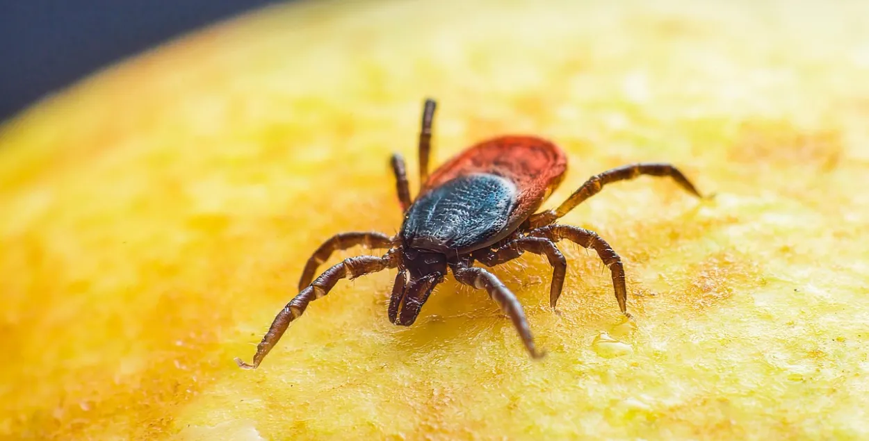 Клещ, иллюстративное фото
