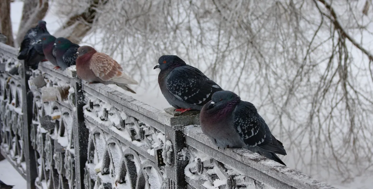 Зіма, ілюстрацыйнае фота
