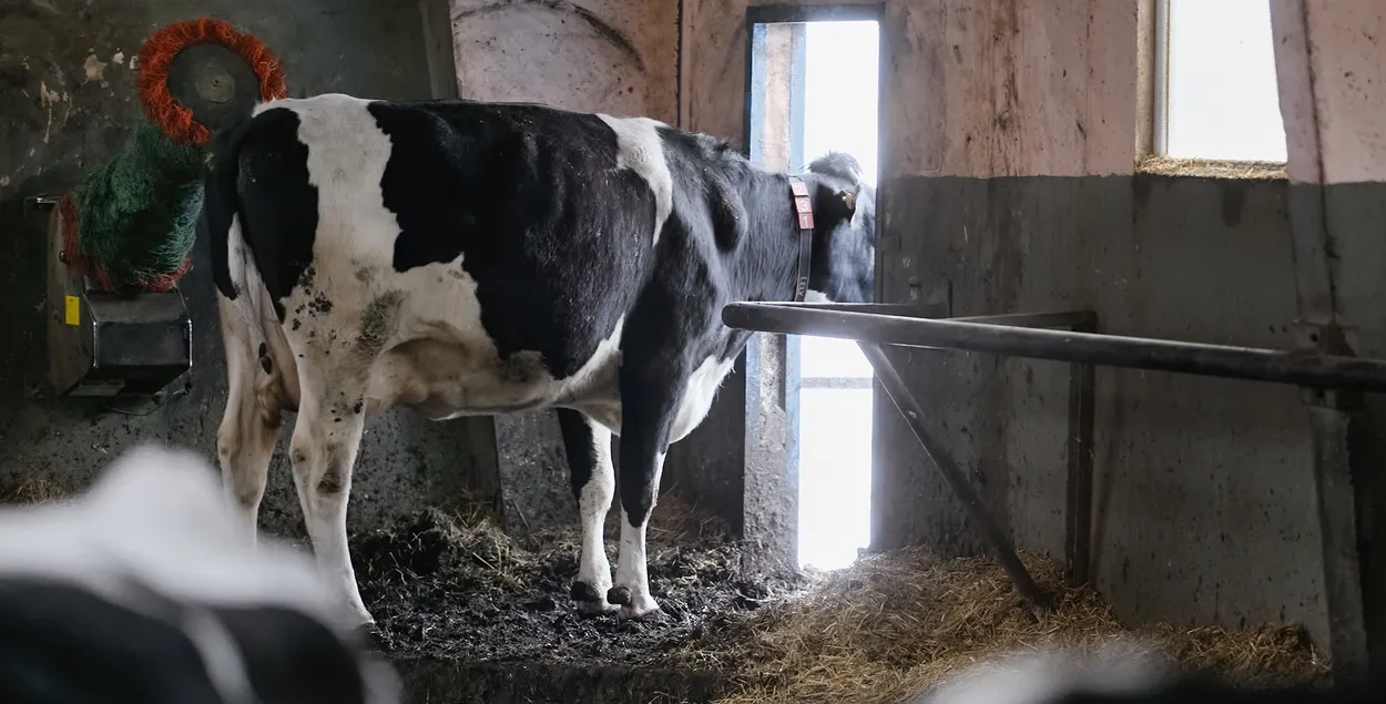 Няма на прадпрыемстве і галоўнага ветэрынара
