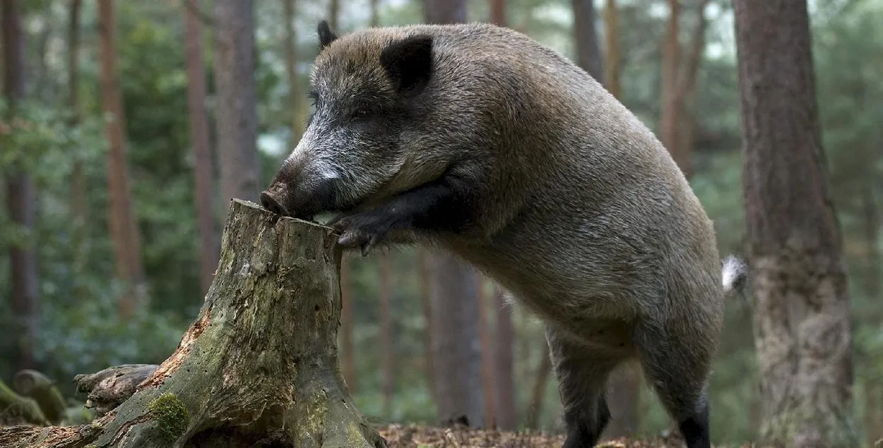 Власти ввели карантин
