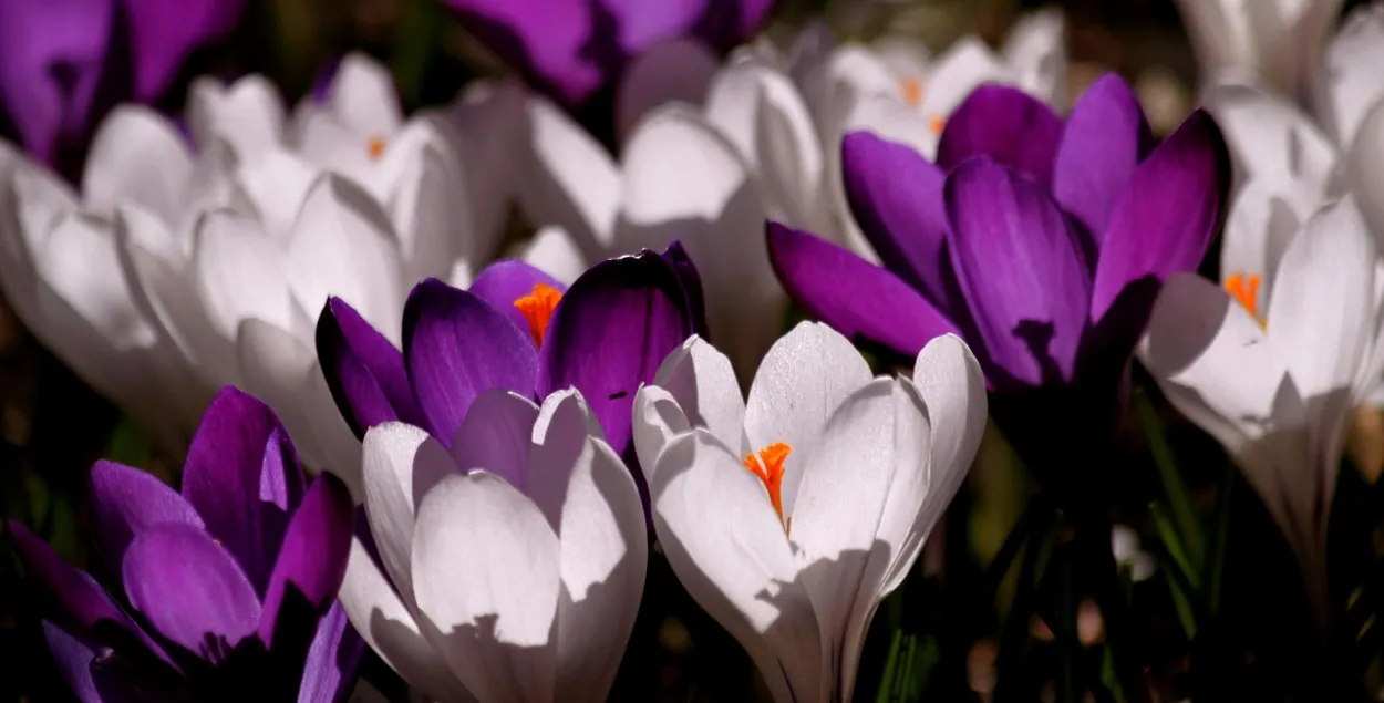 Вясна, ілюстрацыйнае фота
