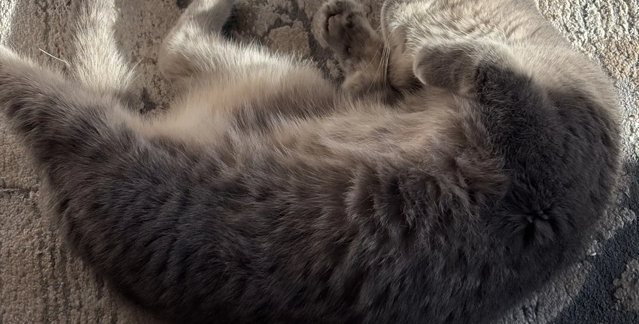 Паводле даных на 1 кастрычніка 2025 года, у краіне адлоўлена 20 025 безнаглядных жывёл
