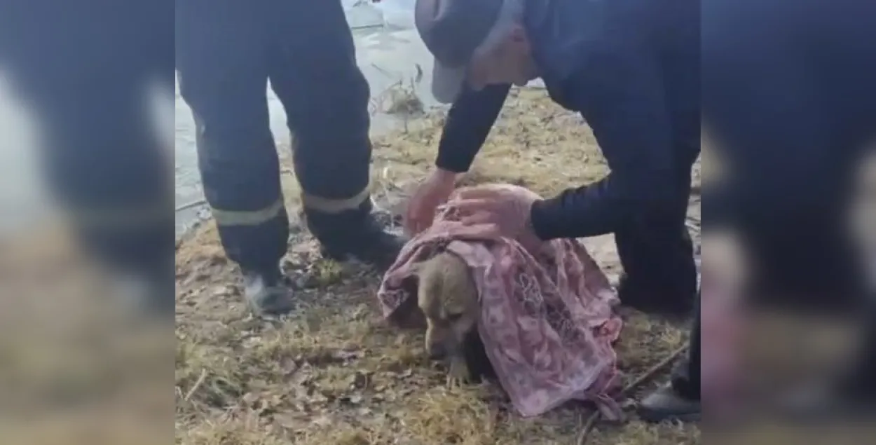 Уратаваны сабака
