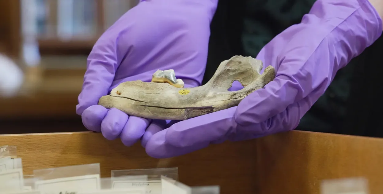 Даследчык трымае сківіцу сабакі ўзростам 14 300 гадоў, знойдзеную ў пячоры Гафф у Вялікабрытаніі, 2026 год

